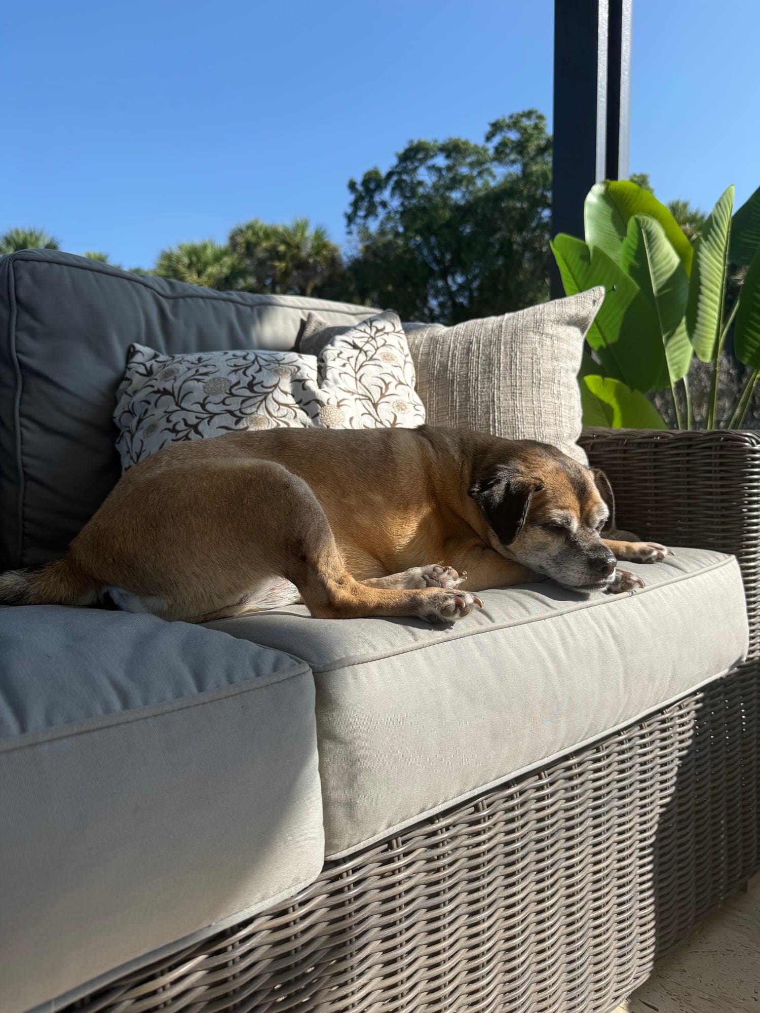 Relaxed dog on a clean patio after a Pupkept dog poop scooping visit in Vero Beach